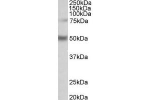 ABIN870666 (1µg/ml) staining of Human Hippocampus lysate (35µg protein in RIPA buffer). (ULK3 anticorps  (AA 445-458))