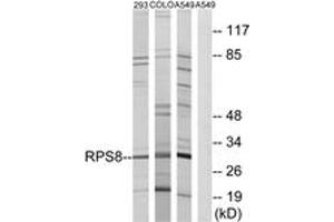Western Blotting (WB) image for anti-Ribosomal Protein S8 (RPS8) (AA 111-160) antibody (ABIN2890067) (RPS8 anticorps  (AA 111-160))