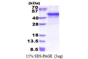SDS-PAGE (SDS) image for Matrix Metallopeptidase 3 (Stromelysin 1, Progelatinase) (MMP3) (AA 100-477) protein (His tag) (ABIN6387390) (MMP3 Protein (AA 100-477) (His tag))