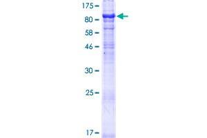 Image no. 1 for MON1 Homolog A (MON1A) (AA 1-555) protein (GST tag) (ABIN1311153)