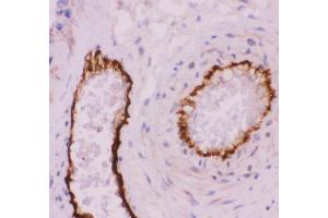 Anti-CD31 Picoband antibody,  IHC(P): Human Placenta Tissue (CD31 anticorps  (AA 28-382))
