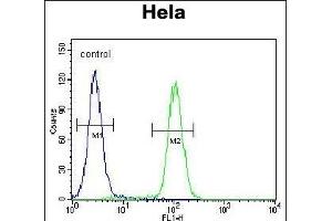 KI Antibody (C-term) (ABIN655488 and ABIN2845010) flow cytometric analysis of Hela cells (right histogram) compared to a negative control cell (left histogram). (KIAA0999 (AA 1233-1263), (C-Term) anticorps)
