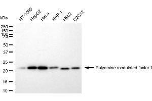 Western blotting analysis using Polyamine modulated factor 1 antibody (ABIN7799872). (Recombinant PMF1 anticorps)