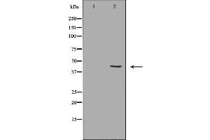 Western blot analysis of extracts of K562 lysate, using P2RY4antibody. (P2RY4 anticorps  (C-Term))
