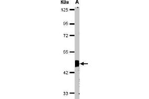 Western blot analysis of 30 ug of whole cell lysate (A:HeLa S3) using a 10 % SDS PAGE gel and Flotillin 2 antibody at a dilution of 1:1000 (Flotillin 2 anticorps)