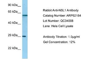 Western Blotting (WB) image for anti-NSL1, MIND Kinetochore Complex Component, Homolog (NSL1) (C-Term) antibody (ABIN2789054) (NSL1 anticorps  (C-Term))
