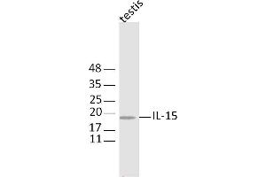 Mouse testis lysates probed with IL-11 Polyclonal Antibody, Unconjugated  at 1:300 dilution and 4˚C overnight incubation.