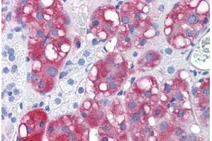 Human Adrenal (formalin-fixed, paraffin-embedded) stained with LYPD3 antibody ABIN351429 at 15 ug/ml followed by biotinylated goat anti-rabbit IgG secondary antibody ABIN481713, alkaline phosphatase-streptavidin and chromogen. (LYPD3 anticorps  (C-Term))