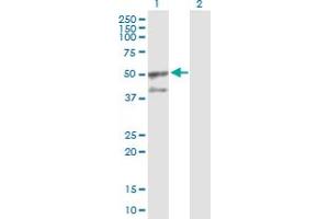 Western Blot analysis of GORASP2 expression in transfected 293T cell line by GORASP2 MaxPab polyclonal antibody. (GORASP2 anticorps  (AA 1-452))