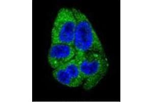 Confocal immunofluorescent analysis of DARS1 Antibody (N-term) Cat.