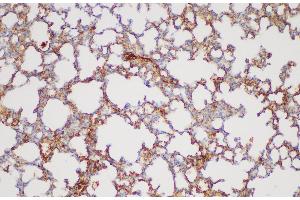 Immunohistochemistry of paraffin-embedded Mouse lung using FGA Polycloanl Antibody at dilution of 1:200 (FGA anticorps)