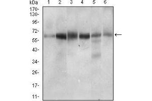 Western blot analysis using CTNNBL1 mouse mAb against Hela (1), Jurkat (2), HEK293 (3), A431 (4), HepG2 (5), RAJI (6) cell lysate.