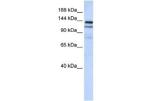 WB Suggested Anti-NOMO1 Antibody Titration: 0. (NOMO1 anticorps  (C-Term))