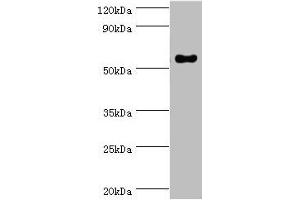 Western blot All lanes: IFNGR1 antibody at 2 μg/mL + Mouse lung tissue Secondary Goat polyclonal to rabbit IgG at 1/10000 dilution Predicted band size: 55, 22 kDa Observed band size: 55 kDa (IFNGR1 anticorps  (AA 270-489))