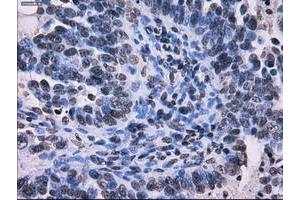 Image no. 13 for anti-Replication Protein A2, 32kDa (RPA2) antibody (ABIN1500735) (RPA2 anticorps)