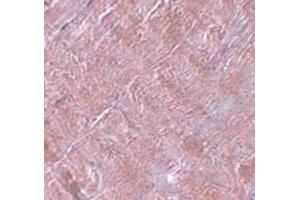 Immunohistochemical staining of human skeletal muscle tissue with RANBP10 polyclonal antibody  at 5 ug/mL dilution. (RANBP10 anticorps  (Internal Region))
