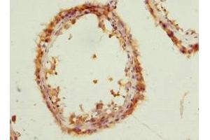 Immunohistochemistry of paraffin-embedded human testis tissue using ABIN7162885 at dilution of 1:100