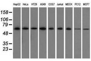 Image no. 1 for anti-Sorting Nexin 9 (SNX9) antibody (ABIN1501044) (SNX9 anticorps)