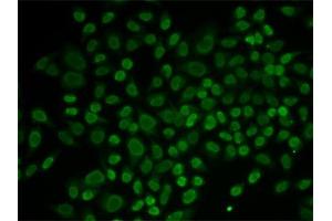 Immunofluorescence (IF) image for anti-RAD54-Like 2 (RAD54L2) antibody (ABIN1877130) (ARIP4 anticorps)