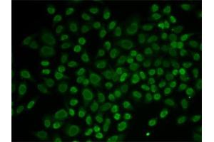 Immunofluorescence (IF) image for anti-RAD54-Like 2 (RAD54L2) antibody (ABIN1877130) (ARIP4 anticorps)