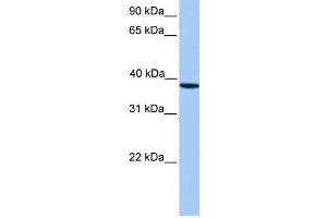 Western Blotting (WB) image for anti-Casein Kinase 2, alpha Prime Polypeptide (CSNK2A2) antibody (ABIN2459692) (CSNK2A2 anticorps)