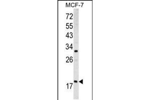Western blot analysis of ARF3 antibody (Center D93) in MCF-7 cell line lysates (35ug/lane) (ARF3 anticorps  (AA 78-106))