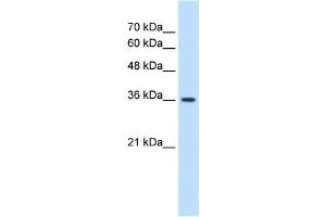 MAS1 antibody used at 1. (MAS1 anticorps  (Middle Region))