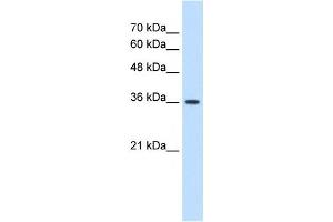 MAS1 antibody used at 1.