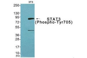 Western Blotting (WB) image for anti-Signal Transducer and Activator of Transcription 3 (Acute-Phase Response Factor) (STAT3) (pTyr705) antibody (ABIN1847535) (STAT3 anticorps  (pTyr705))