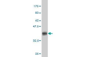 Western Blot detection against Immunogen (36.