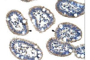 Image no. 1 for anti-Nudix (Nucleoside Diphosphate Linked Moiety X)-Type Motif 21 (NUDT21) (N-Term) antibody (ABIN202092)