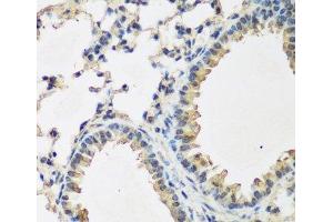 Immunohistochemistry of paraffin-embedded Mouse lung using BMP2 Polyclonal Antibody at dilution of 1:200 (40x lens). (BMP2 anticorps)