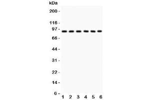 Western blot testing of Oct-1 antibody and Lane 1:  rat liver;  and human samples 2: placenta;  3: Jurkat;  4: HeLa;  5: A549;  6: SMMC-7721. (POU2F1 anticorps  (AA 11-240))