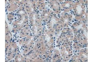IHC-P analysis of Human Stomach Tissue, with DAB staining. (IDE anticorps  (AA 753-973))