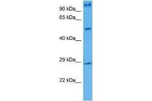 Host:  Mouse  Target Name:  BDNF  Sample Tissue:  Mouse Testis  Antibody Dilution:  1ug/ml (BDNF anticorps  (Middle Region))
