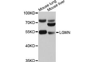 Western blot analysis of extracts of mouse lung and mouse liver cells, using LGMN antibody. (LGMN anticorps)