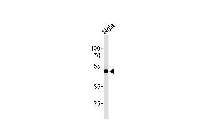 Western blot analysis of lysate from Hela cell line, using WWTR1 Antibody (C-term) (ABIN6243336 and ABIN6577794).
