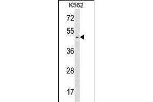 ME1 Antibody (C-term) (ABIN1537187 and ABIN2848923) western blot analysis in K562 cell line lysates (35 μg/lane). (PPME1 anticorps  (C-Term))