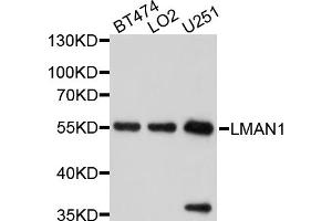Western blot analysis of extracts of various cell lines, using LMAN1 antibody (ABIN5998142) at 1/1000 dilution. (LMAN1 anticorps)