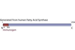 Image no. 4 for anti-Fatty Acid Synthase (FASN) (AA 9-202) antibody (ABIN968279)