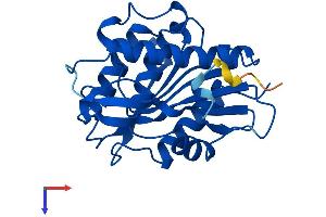 AlphaFold protein structure predicition of Mouse Recombinant Lypla2 Protein, UniprotID Q9WTL7