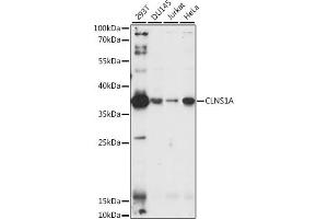 Western blot analysis of extracts of various cell lines, using CLNS1A antibody (ABIN6134287, ABIN6138737 and ABIN7101855) at 1:1000 dilution. (CLNS1A anticorps)
