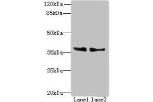 Western blot All lanes: POLR3F antibody at 8 μg/mL Lane 1: Hela whole cell lysate Lane 2: HepG2 whole cell lysate Secondary Goat polyclonal to rabbit IgG at 1/10000 dilution Predicted band size: 36 kDa Observed band size: 36 kDa