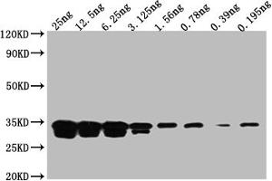 Western Blot Positive WB detected in: Recombinant protein at 25 ng, 12.