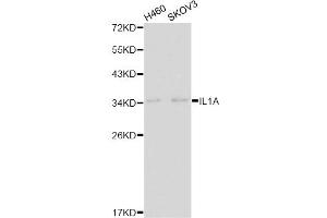 Western blot analysis of extracts of various cell lines, using IL1A antibody. (IL1A anticorps)