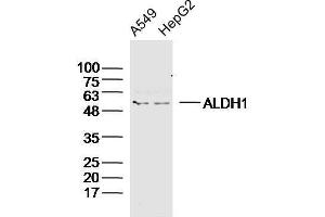 Human A549 and HepG2 cells probed with ALDH1 Polyclonal Antibody, unconjugated  at 1:300 overnight at 4°C followed by a conjugated secondary antibody at 1:20000 for 60 minutes at 37°C. (ALDH1A1 anticorps  (AA 201-300))