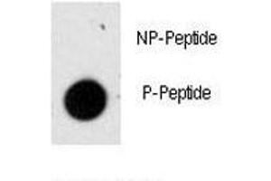 Dot blot analysis of phospho-GFAP antibody.