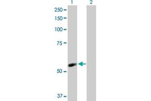 Western Blot analysis of NDOR1 expression in transfected 293T cell line by NDOR1 MaxPab polyclonal antibody. (NDOR1 anticorps  (AA 1-597))