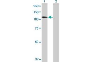 Western Blot analysis of PTPRN expression in transfected 293T cell line by PTPRN MaxPab polyclonal antibody. (PTPRN anticorps  (AA 1-950))