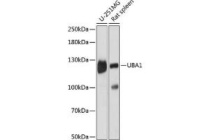 Western blot analysis of extracts of various cell lines, using UB antibody (2359) at 1:3000 dilution. (UBA1 anticorps  (AA 300-600))